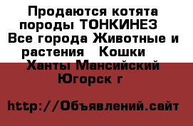 Продаются котята породы ТОНКИНЕЗ - Все города Животные и растения » Кошки   . Ханты-Мансийский,Югорск г.